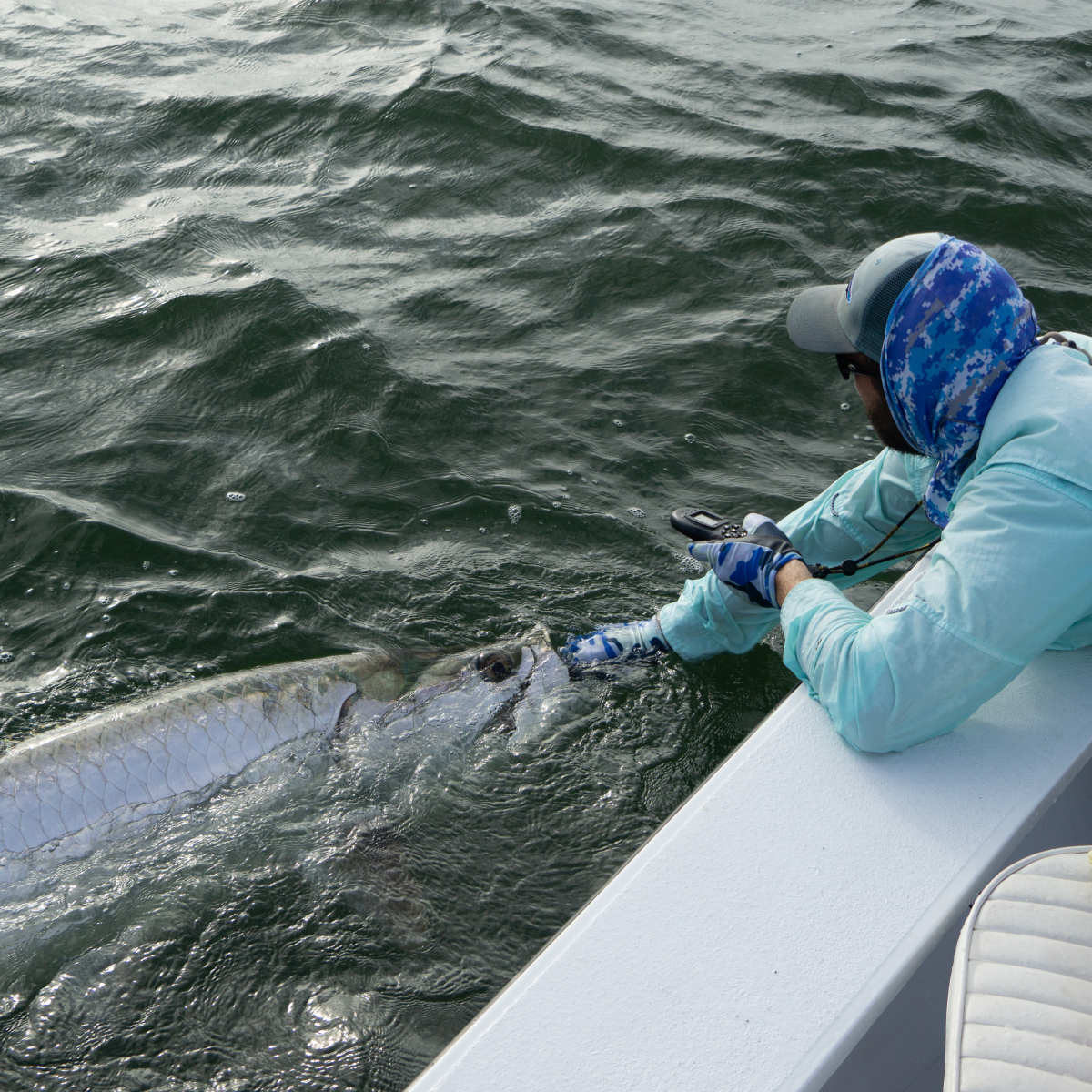 Person leaning over boat holding large fish in water